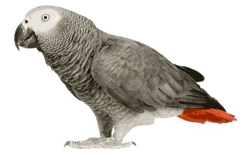 Grey Parrot Png Transparent Images Png All