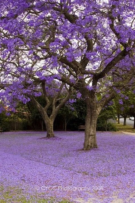 Flowers irregular, parts in fours, white overall with purple. 19 best Trees images on Pinterest | Plants, Weeping willow ...