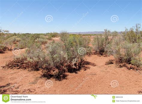 Red Sand Desert Dead Bush Stock Image 58870591