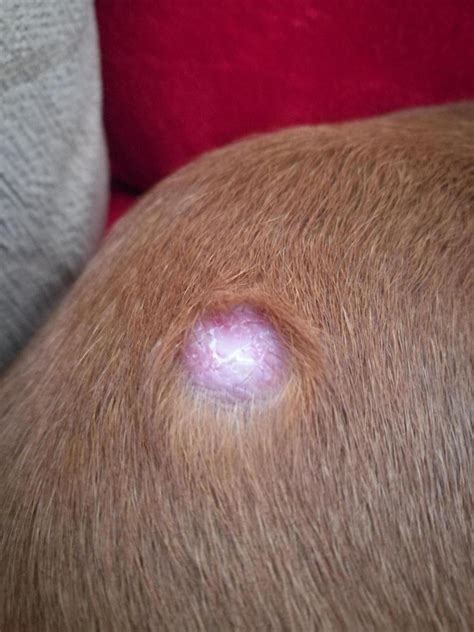 Strange Bump On Skin Boxer Forum Boxer Breed Dog Forums 302