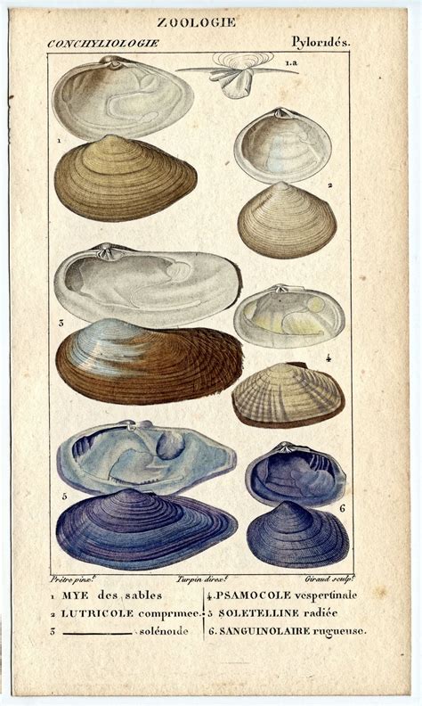 Natural History Antique Seashell Graphics The Graphics