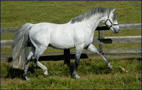 Irish Sport Horse Alchetron The Free Social Encyclopedia