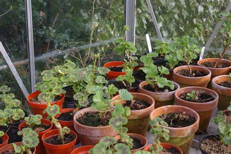 Propagating Scented Geraniums How To Root Scented