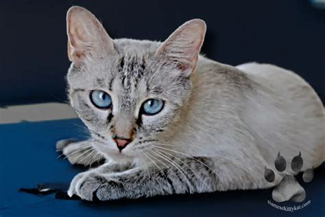 Lynx Point Siamese Cat Definition And Characteristics