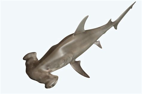 Hammerhead Shark 3d Cgtrader
