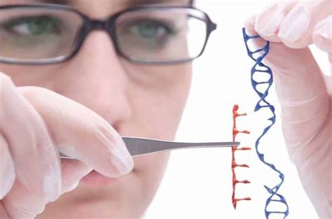 Edición Genética Se Modifican Embriones Humanos Por Segunda Vez