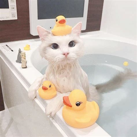 Duck Duck Cat Cats
