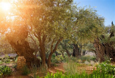 Biblical Israel Garden Of Gethsemane Cbn Israel
