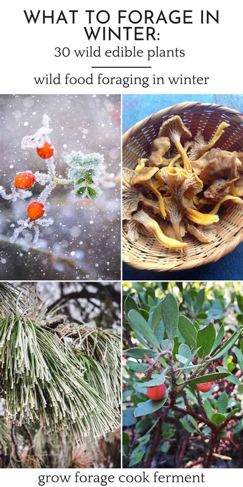 What To Forage In Winter 30 Edible And Medicinal Plants And Fungi