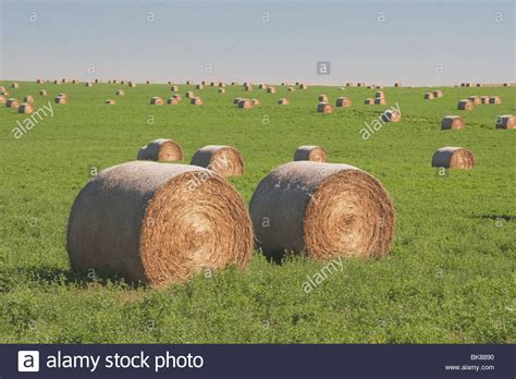 Hay Bales In A Green Alfalfa Field Stock Photo Alamy