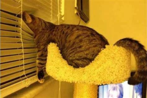 Hilarious Pictures Of Cats Sleeping Awkwardly