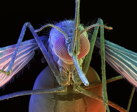 The Gene Drive That Builds A Malaria Proof Mosquito Wired