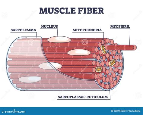 Muscle Fiber Diagram Labeled