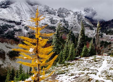 Pacific Northwest Seasons Northwest Fall Hiking Golden Larches On The