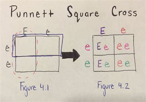 The punnett square is a square diagram that is used to predict the genotypes of a particular cross or breeding experiment. What Is A Punnett Square And Why Is It Useful In Genetics. : Learn Biology How To Draw A Punnett ...