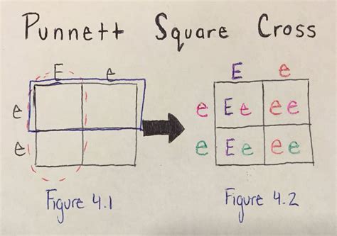 Paul andersen introduces the punnett square as a a powerful tool in genetic analysis. What Is A Punnett Square And Why Is It Useful In Genetics ...