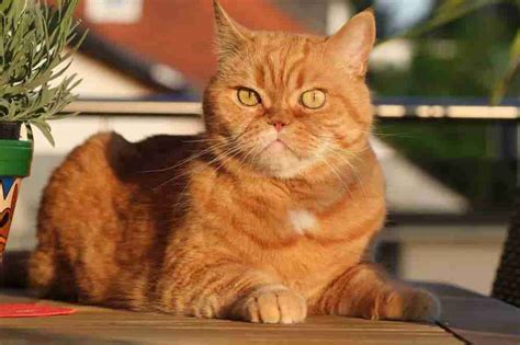 The British Shorthair Cat Personality Characteristics