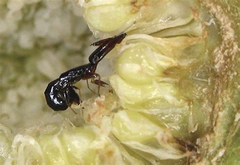 Figs And Fig Wasps Current Biology