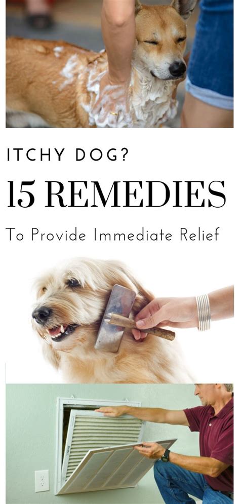 For A Pet Parent Seeing Your Dog Scratching Rubbing Chewing Or