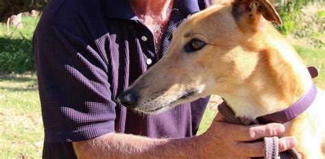 Age Shall Not Stop Them Racing The Golden Oldies Of Greyhounds