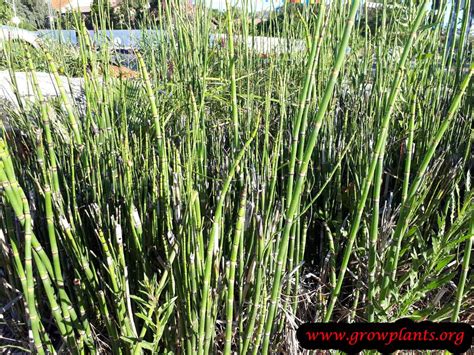 Horsetail reed, equisetum hyemale, is a very desirable and versatile plant. Horsetail plant - How to grow & care