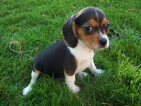 Beaglier Puppy My Next Dog Puppies Beagle Puppy Pocket Beagle