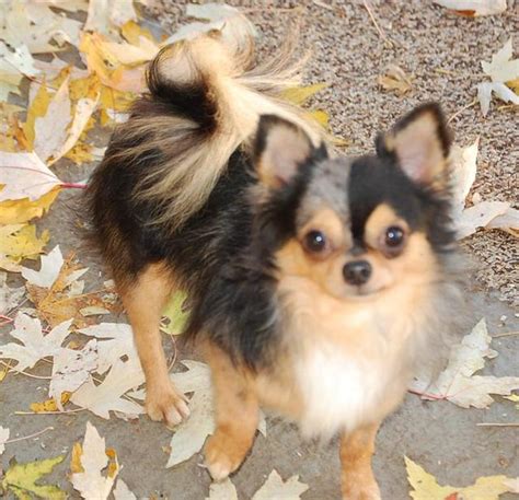 Female Long Hair Chihuahua Puppies For Sale Female Teacup Chihuahuas