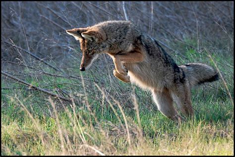 project coyote take action