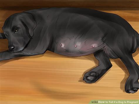 4 Simple Ways To Tell If A Dog Is Pregnant Wikihow