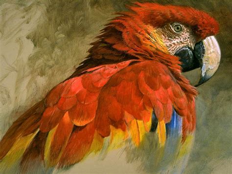 Scarlet Macaw Study By John Seerey Lester Parrots Art Birds Painting