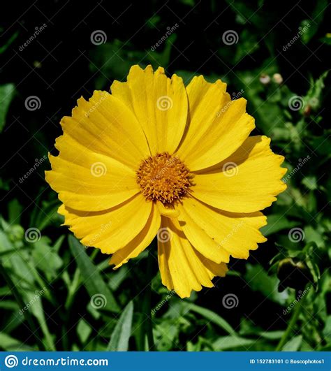 Flower Of A Compass Plant Stock Image Image Of Taken