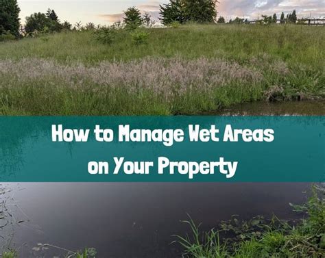 How To Manage Wet Areas On Your Property Growing With Nature
