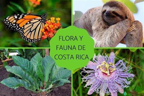 Flora Y Fauna De Costa Rica Características Y Ejemplos