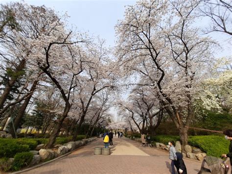 Secara historis, bunga mugunghwa telah tumbuh sebagai semak kebun di semenanjung korea sejak zaman kuno. Taman Bunga Korea Selatan / Adakah anda sedang merancang ...