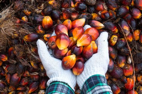 Us Bans Malaysian Palm Oil Giant Sime Darby Over Forced Labour The Capital Post