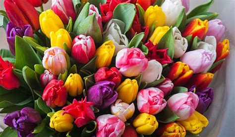 Send romantic flowers for your girlfriend via ferns n petals. 10 Most Romantic Flowers For The Woman You Love
