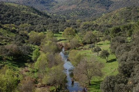 el bosque mediterráneo se convertirá en un matorral en 100 años meteorología en red