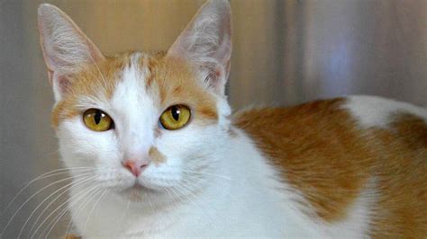 Union station.where kansas city connects. Wayside Waifs offers cat, dog of week | The Kansas City Star