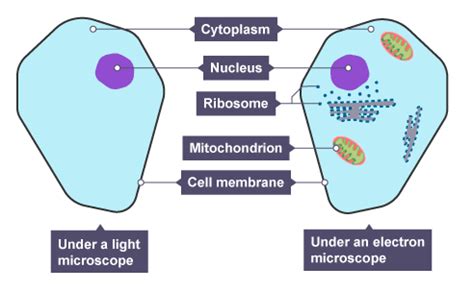 Learners will develop skills in using light microscopes and use staining techniques to identify important cellular structures in animal and plant cells. Cells - GCSE Biology Edexcel Revision - Study Rocket
