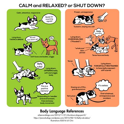 Understand Your Dogs Body Language An Infographic