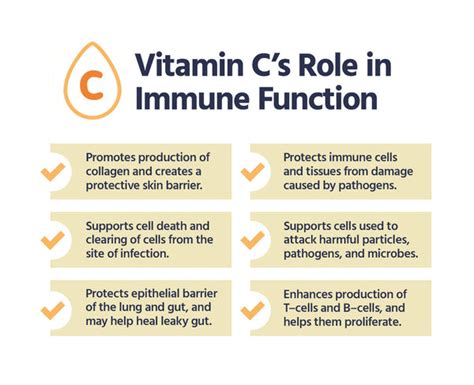 The Role Of Vitamin C In Immunity — Core Med Science