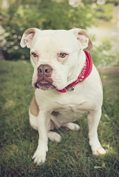 Get a $10 bonus donation for american bulldog rescue when you join now and shop by 6/30! American Bulldog Rescue - 501C3 Not-for-Profit Dog Rescue ...