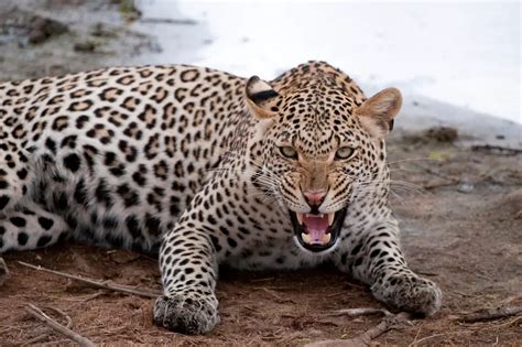 African Leopard Facts Anatomy Diet Habitat Behavior Animals Time