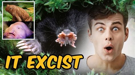 🌟 Unbelievable 20 Craziest Animals You Wont Believe Exist 😱 Youtube