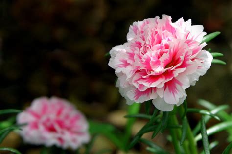 Maybe you would like to learn more about one of these? Meanings of Carnation Flowers of Different Colors: Just ...