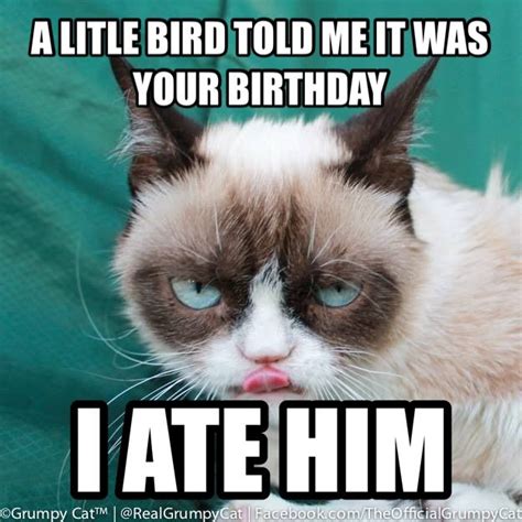 Belated Birthday Cat Memes Image Memes At