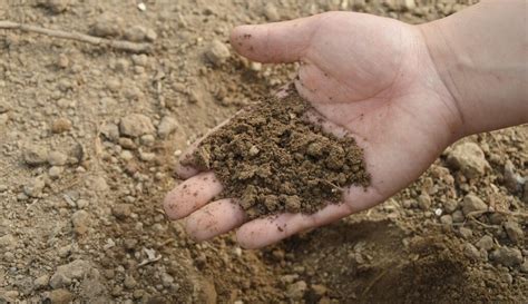 Poor Soil Structure Could Cost Up To £220habut Can You Avoid Common