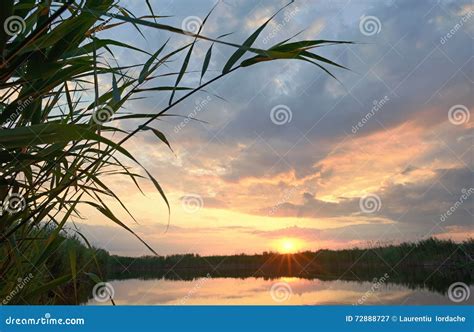 Reed Against The Sunset Stock Image Image Of Beautiful 72888727