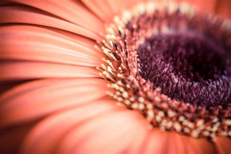 6 Tips For Mastering The Art Of Photographing Flowers