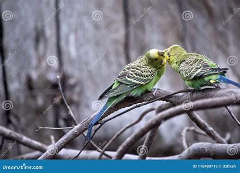 Parakeets Are Kissing Royalty Free Stock Photo